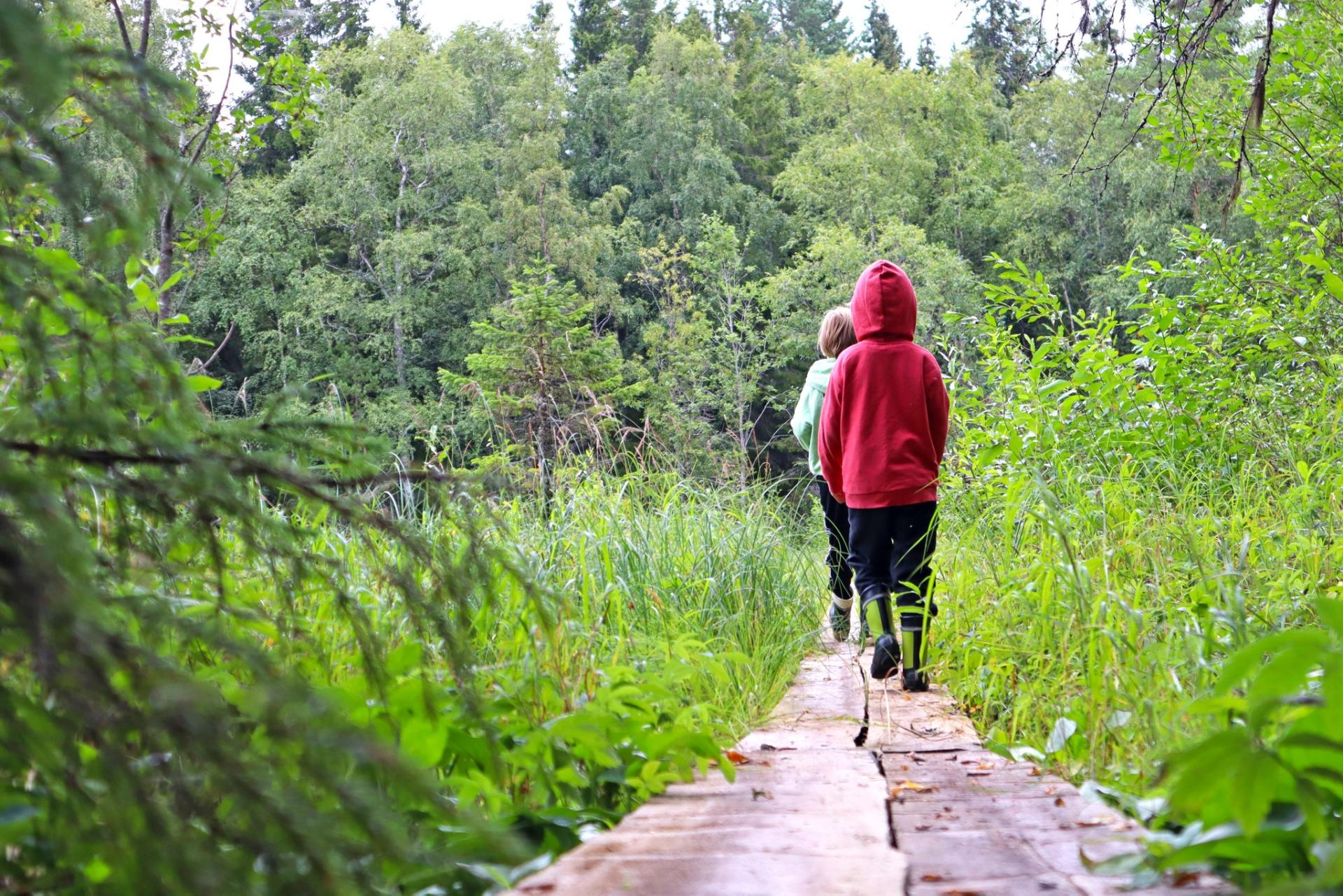 Lapsia kävelemässä pitkospuilla Iso-Kraaselin luontopolulla.