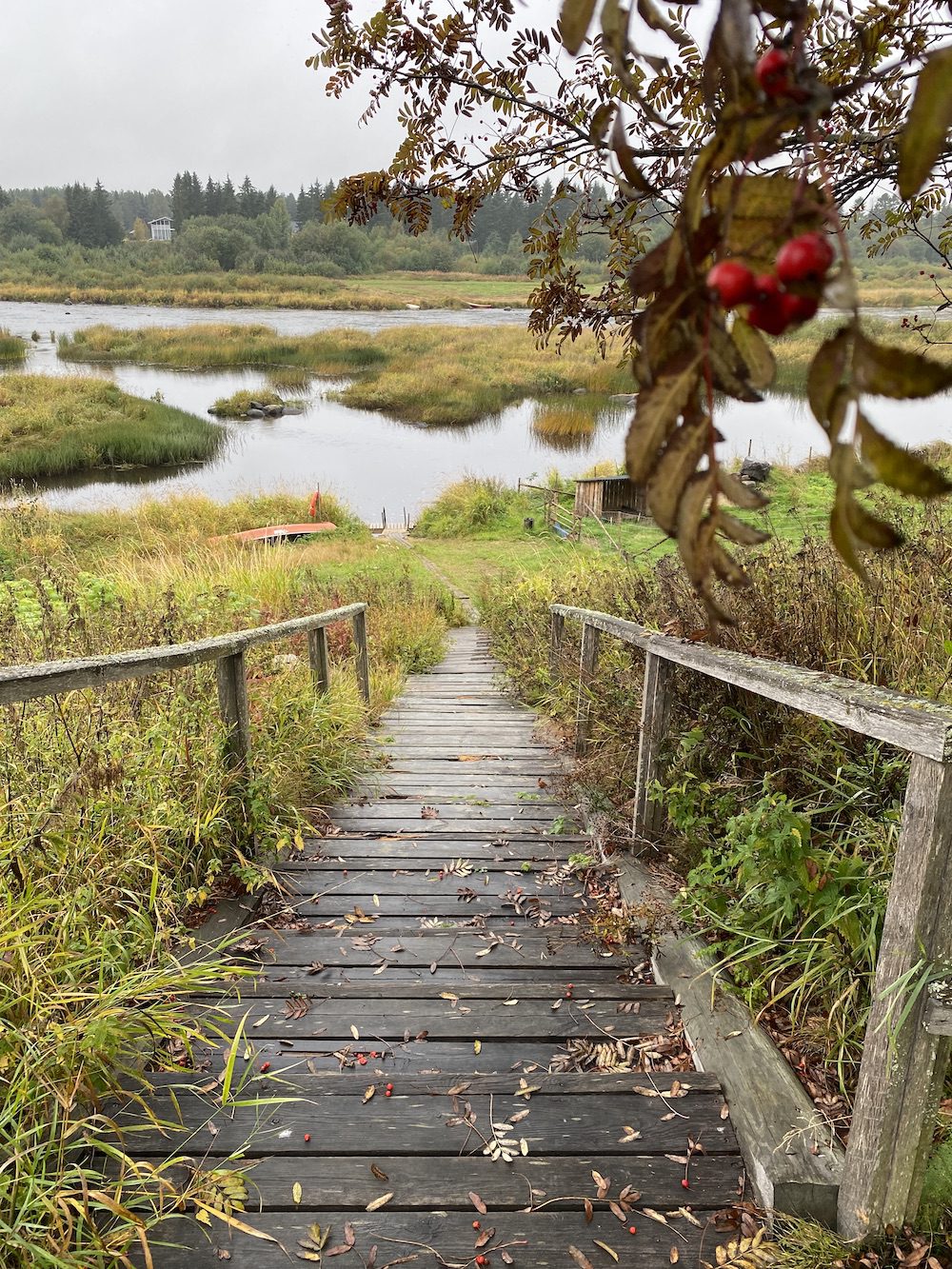 jokimaisema Törmälän Tilalla Siikajoella etuoalalla punaisia marjoja pihlajassa